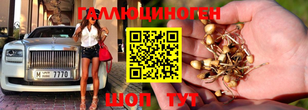 Галлюциногенные грибы Psilocybe Менделеевск